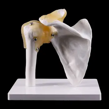 Функциональная Анатомическая Анатомия человека в натуральную величину Скелет Плечевой сустав Кости мышцы