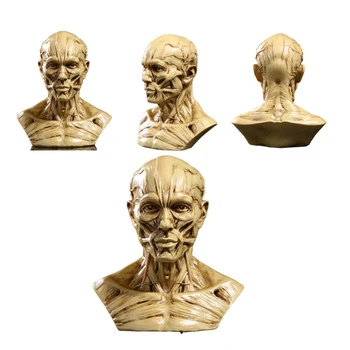 Модель головы человеческого мышечного скелета, Мышечная Голова, Анатомия Черепа, Скульптура, Художественный эскиз, медицинские учебные принадлежности