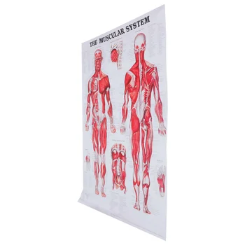 Схема мышечной системы человека, плакат с анатомической системой, плакат с изображением тела