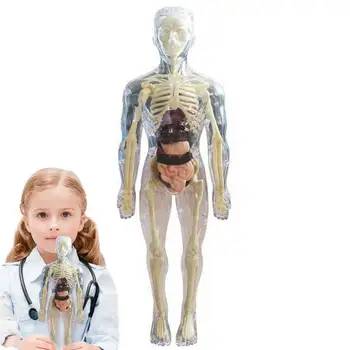 Детские Анатомические игрушки 3D Игрушка для человеческого тела Анатомическая модель тела Мягкая Анатомическая Кукла для человеческого тела Реалистичный Съемный дисплей костей органов