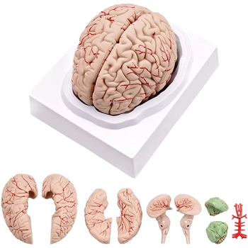 Модель человеческого Мозга, Анатомическая Модель Человеческого Мозга В Натуральную Величину С Основанием Дисплея, Для Изучения в классе Естественных Наук и преподавания