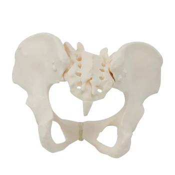 1 Штука 1: 1 модель женского таза в натуральную величину Модель скелета женского таза анатомическая модель для научного образования