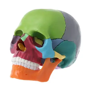 15 шт./компл. Анатомическая модель черепа в разобранном виде, съемный медицинский набор