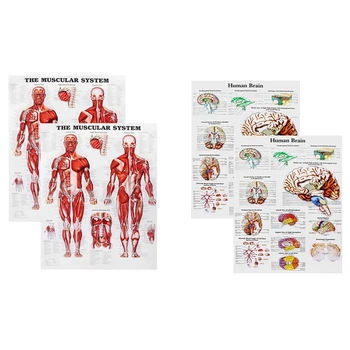 Плакат с анатомией мозга, 2 упаковки ламинированной диаграммы человеческого мозга, Краткое справочное руководство по медицине, Human