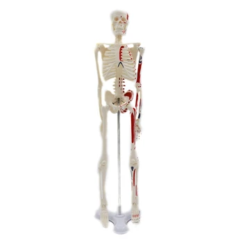 G5AA 17,72-дюймовая мини-модель человеческого скелета в полный рост с подвижными руками и ногами для
