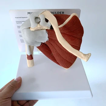 Скелет человека, плечо, Лопатка, Ключица, Модель мышц, Функциональная связка сустава, Медицинское Учебное пособие