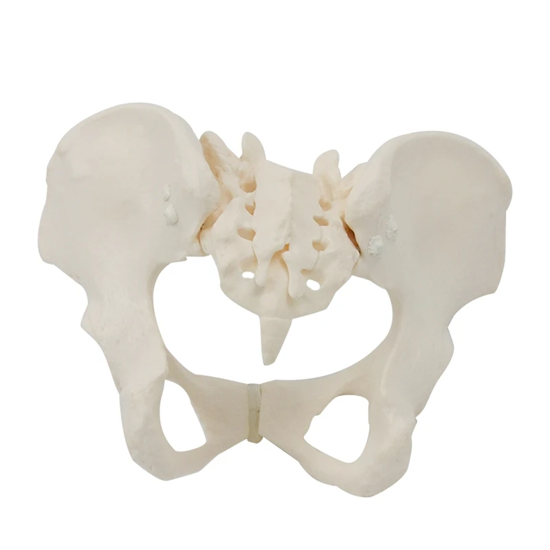 1 Штука 1: 1 модель женского таза в натуральную величину Модель скелета женского таза анатомическая модель для научного образования Изображение 0