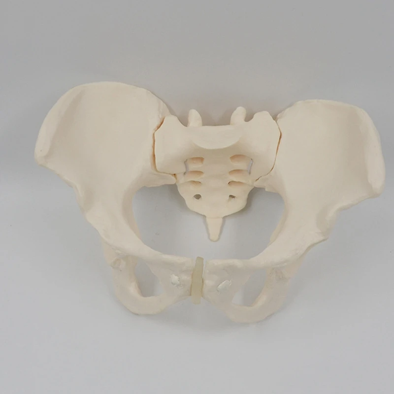 1 Штука 1: 1 модель женского таза в натуральную величину Модель скелета женского таза анатомическая модель для научного образования Изображение 2