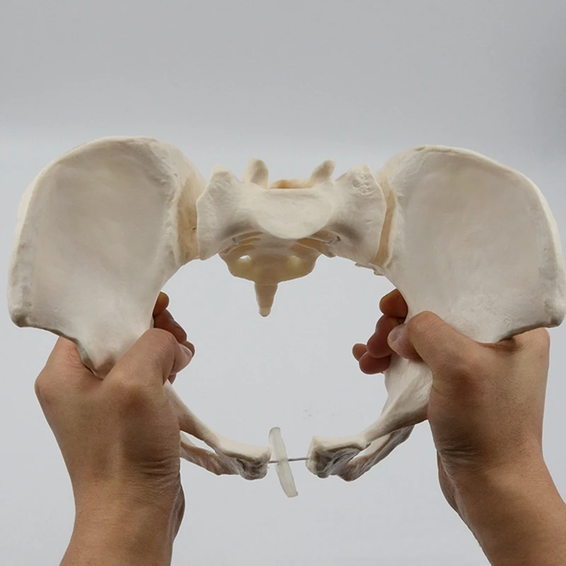 1 Штука 1: 1 модель женского таза в натуральную величину Модель скелета женского таза анатомическая модель для научного образования Изображение 3