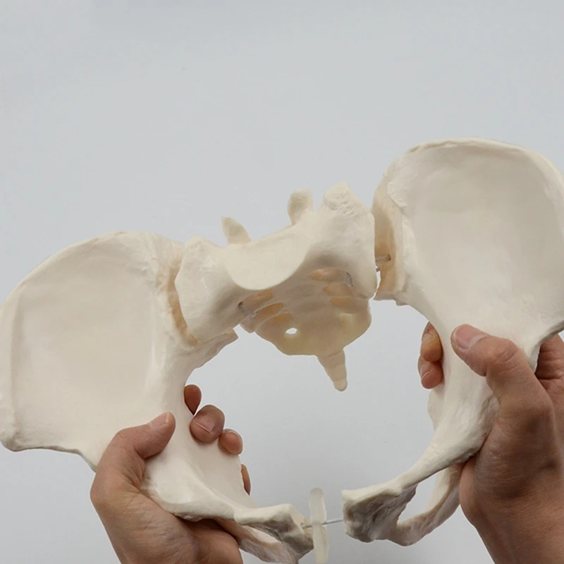 1 Штука 1: 1 модель женского таза в натуральную величину Модель скелета женского таза анатомическая модель для научного образования Изображение 4