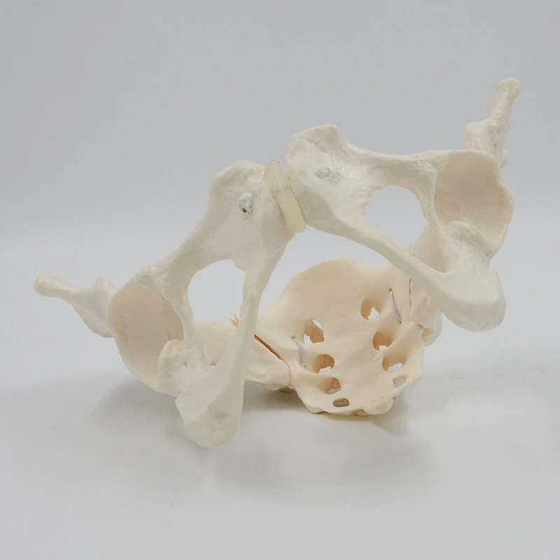 1 Штука 1: 1 модель женского таза в натуральную величину Модель скелета женского таза анатомическая модель для научного образования Изображение 5