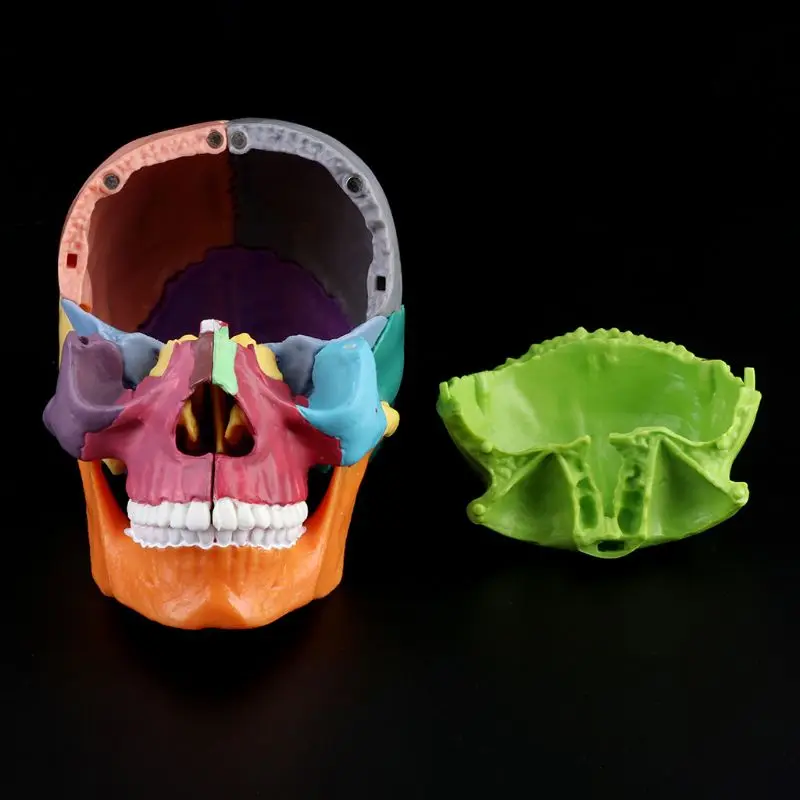 15 шт./компл. Анатомическая модель черепа в разобранном виде, съемный медицинский набор Изображение 1