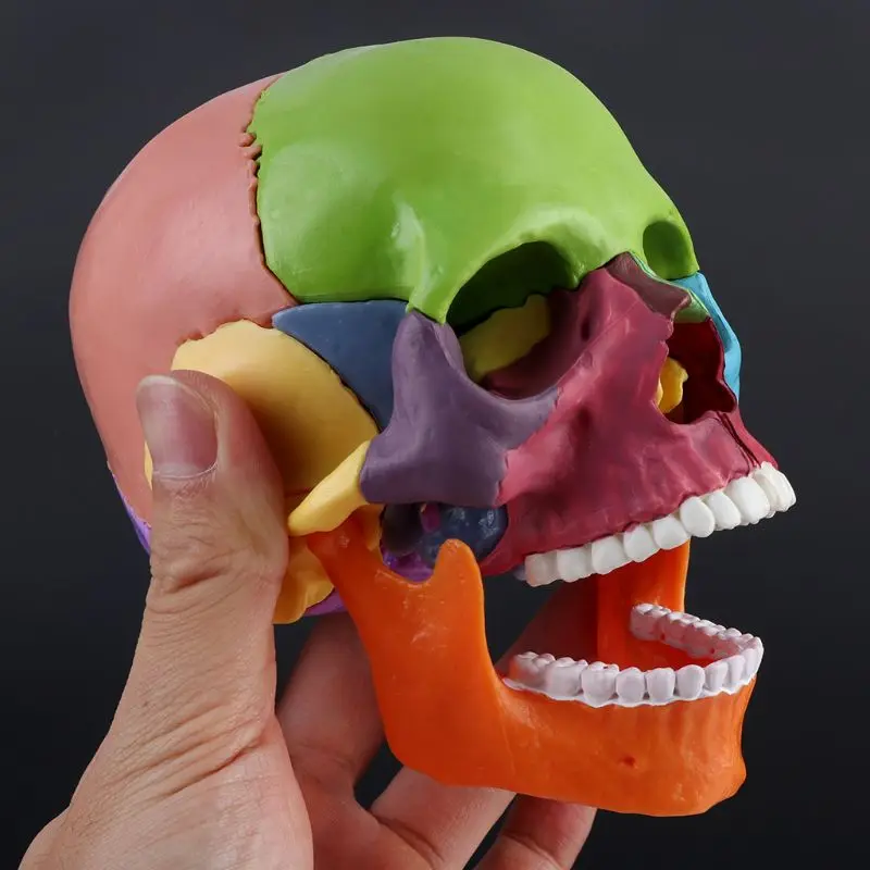 15 шт./компл. Анатомическая модель черепа в разобранном виде, съемный медицинский набор Изображение 2