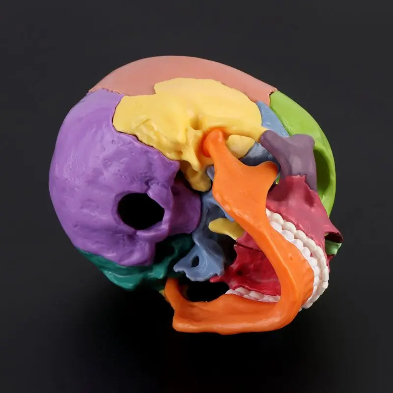 15 шт./компл. Анатомическая модель черепа в разобранном виде, съемный медицинский набор Изображение 3