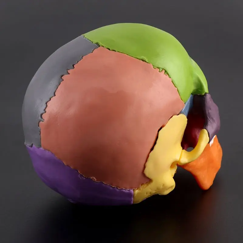 15 шт./компл. Анатомическая модель черепа в разобранном виде, съемный медицинский набор Изображение 4