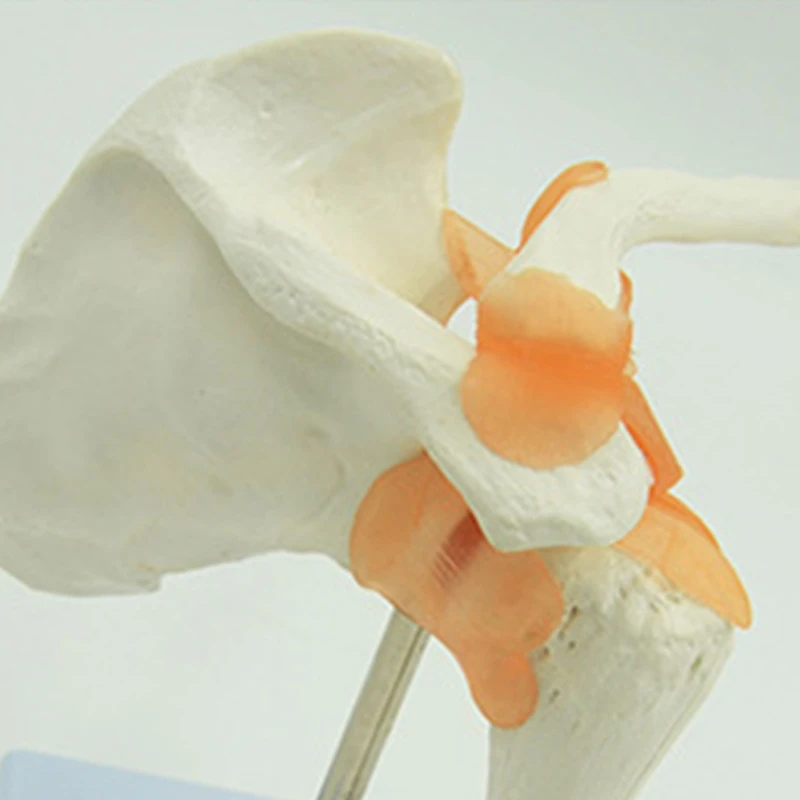 Медицинская анатомическая модель функционального плечевого сустава человека G5AA с дисплеем в натуральную величину для изучения анатомии пациента Изображение 1