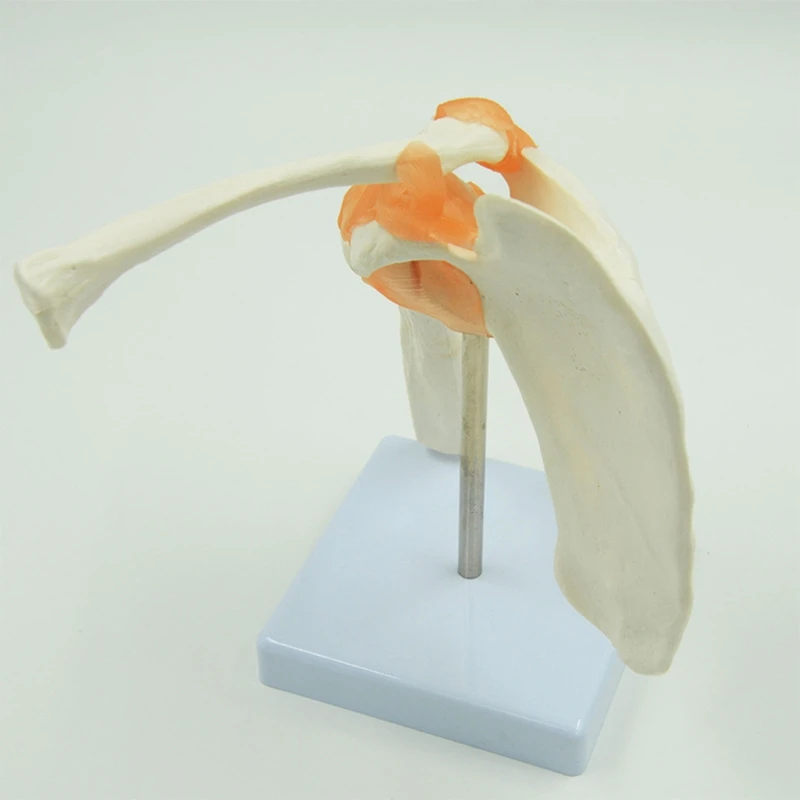 Медицинская анатомическая модель функционального плечевого сустава человека G5AA с дисплеем в натуральную величину для изучения анатомии пациента Изображение 2