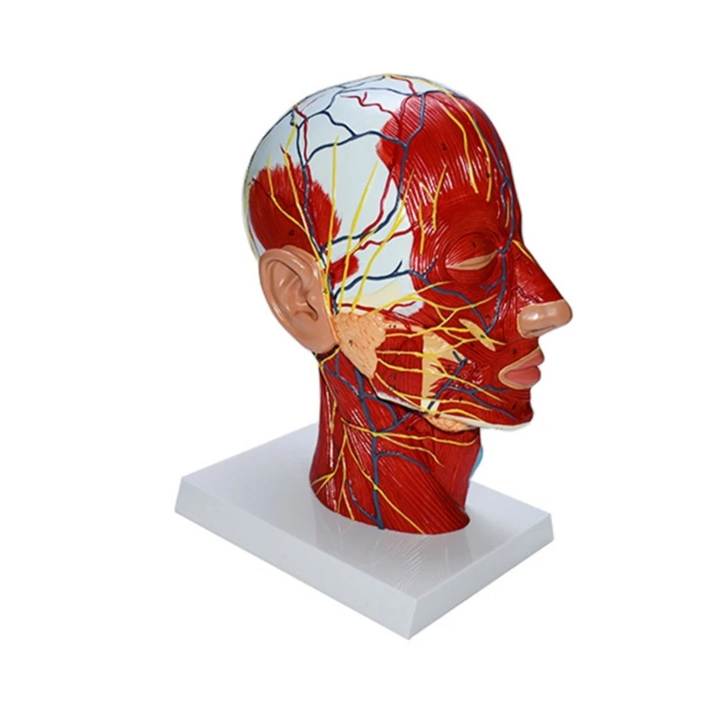 Модель головы человека с мышечно-сосудистой обучающей моделью для показа в классе H7EC Изображение 0