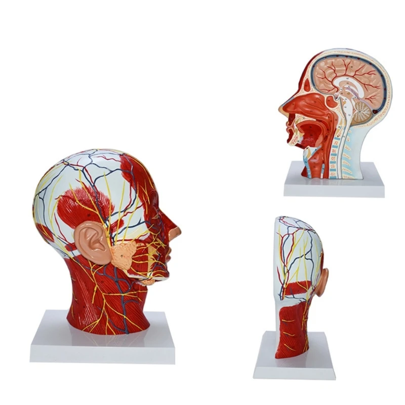 Модель головы человека с мышечно-сосудистой обучающей моделью для показа в классе H7EC Изображение 1