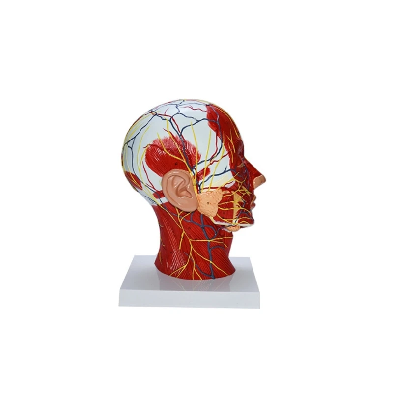 Модель головы человека с мышечно-сосудистой обучающей моделью для показа в классе H7EC Изображение 2
